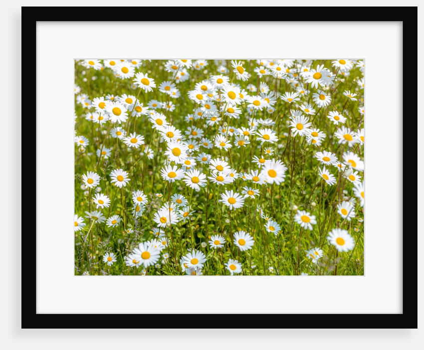Daisy flowers by Assaf Frank
